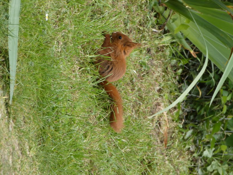 ECUREUIL. Je l’ai photographié chez moi dans mon jardin le 22 Mai dernier. Cet écureuil s’est installé avec son partenaire et saccagent le jardin en creusant. Il n’est pas craintif de ma présence. MELODIE LEGOFF